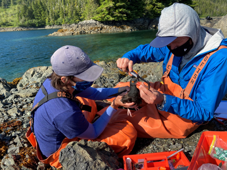 bloy capture Two researchers work with a black oystercatcher.