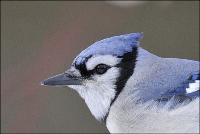 A blue bird with a white face, black mask, and pointed black beak. A blue bird with a white face, black mask, and pointed black beak.