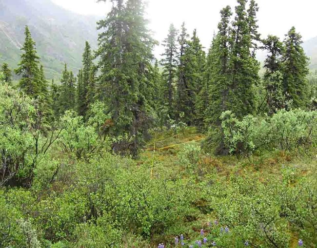 boreal forest_black spruce_web black spruce in a boreal forest