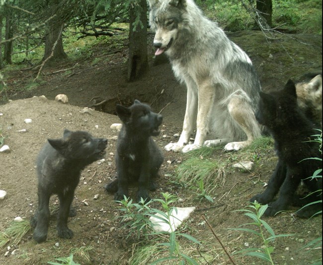 A wolf family near a den.