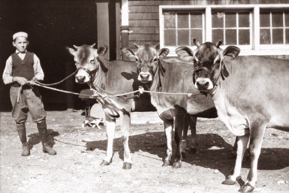 An adolescent boy with three cows in front of a barn.