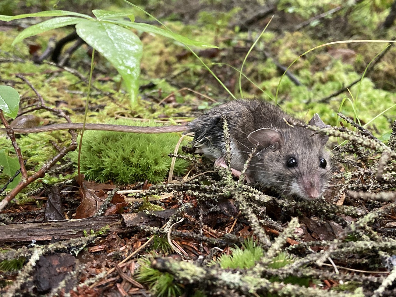 Peromyscus specimen A wild mouse among moss and forest debris.