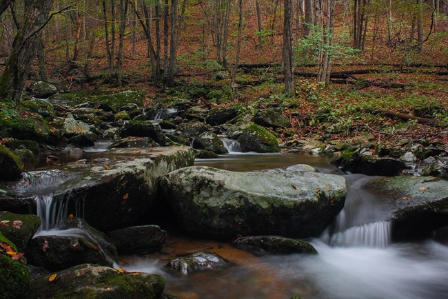 A quiet stream surrounded by forest foliage. A quiet stream surrounded by forest foliage.