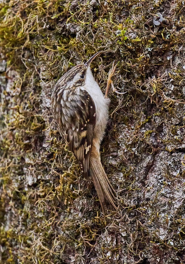 Brown creeper. Small, well-camouflaged brown and white songbird clinging to the side of a tree.