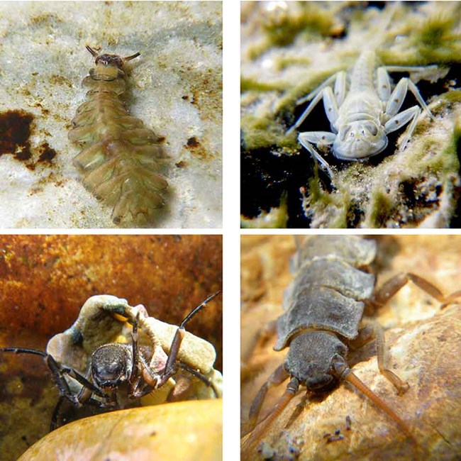 A group of four common stream insects.