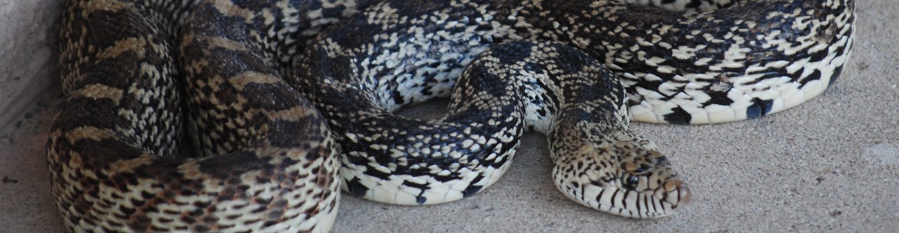 a bullsnake, with dark patterned scales, curls in on itself and sticks it head out