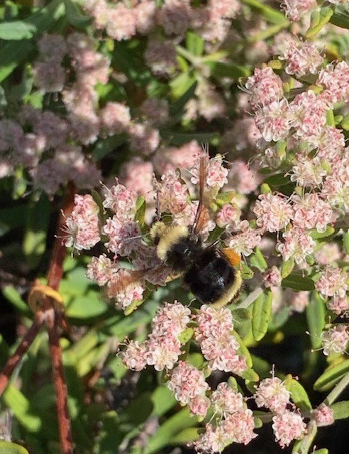 Large, fuzzy black and yellow bee on a cluster of tiny pink flowers.