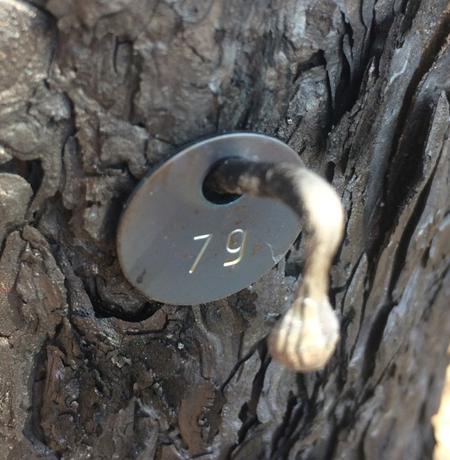 burned nail Numbered tree tag held onto a tree by a nail that is bent from being burned.