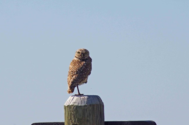 a burrowing owl stands on top of a wooden post