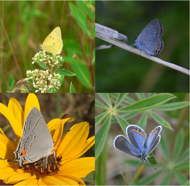 Sundial Lupine Butterflies