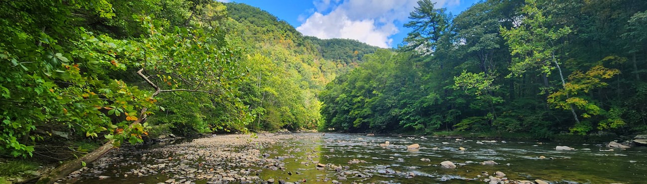 A shallow river surrounded by trees and under a blue sky.