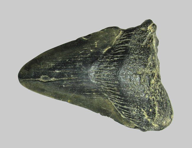 Shark Tooth Shark tooth