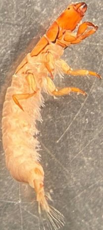 A gold and tan larvae with a long narrow body, six legs, and a pincer mouth.