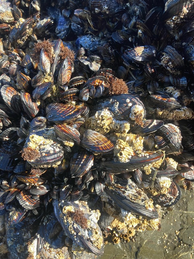 A cluster of clam-like organisms attached to a rock.