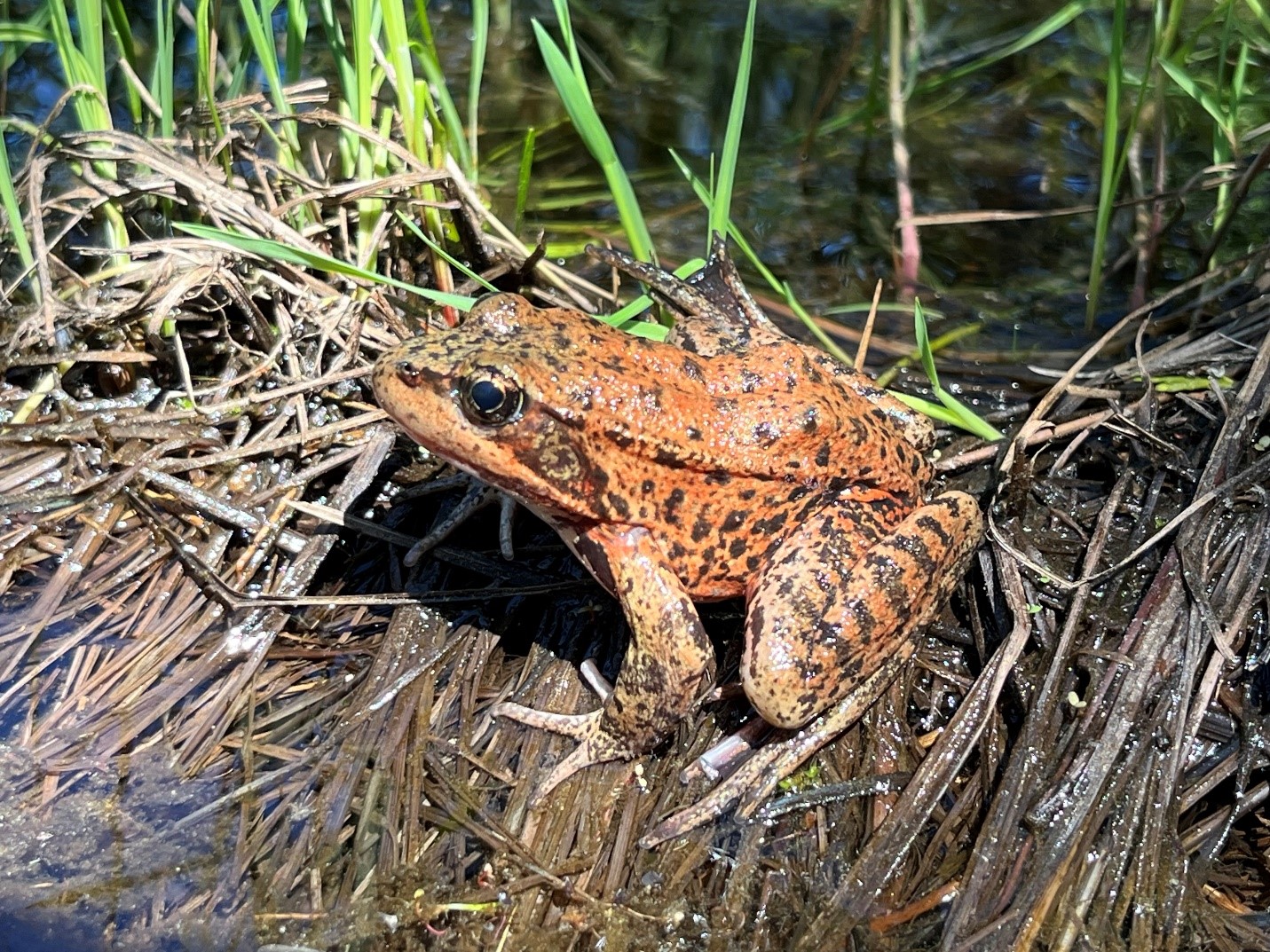 California Tree Frog on top of grass in marsh. California Tree Frog on top of dead grass in marsh
