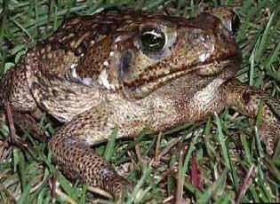 a fat brown toad sits in short green grass