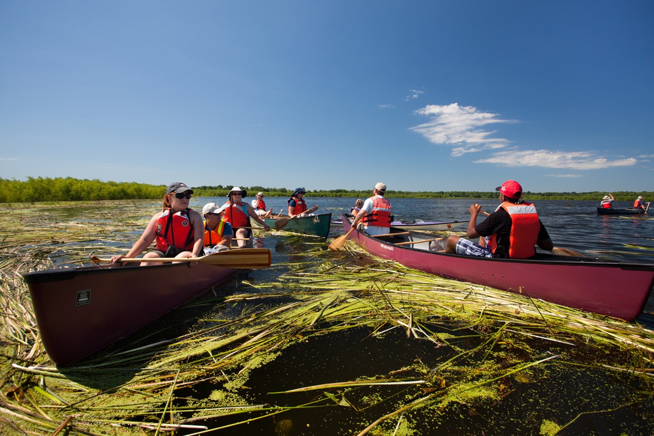 a group of canoes with people in lifejackets float on a river with algae and plants floating on the surface