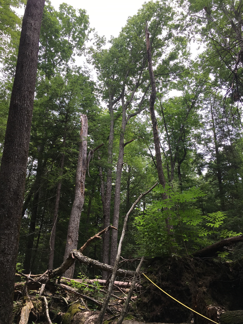 canopy gap canopy gap