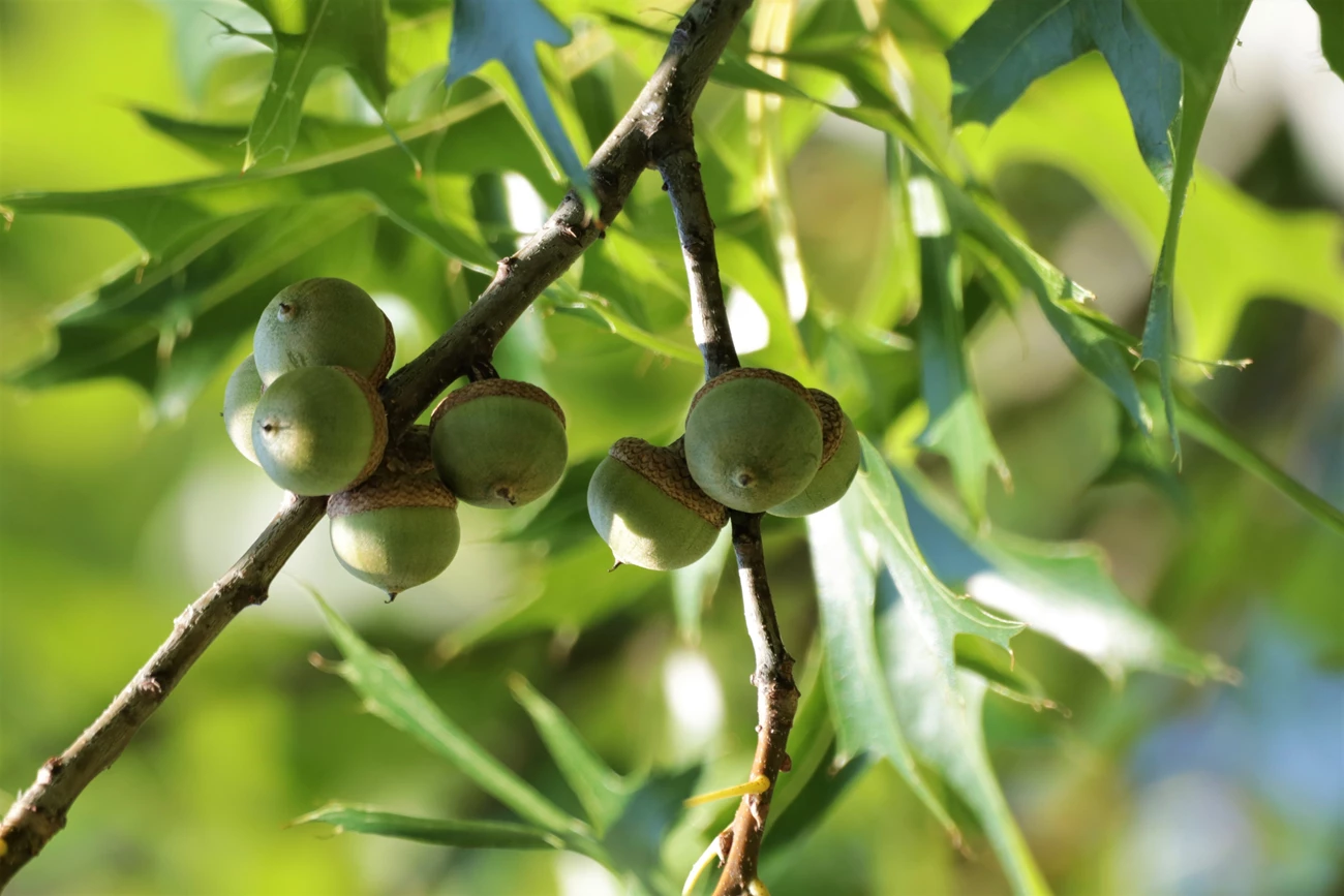 canva acorns-pinoak two bunches of acorns next connected to two small branches that meet