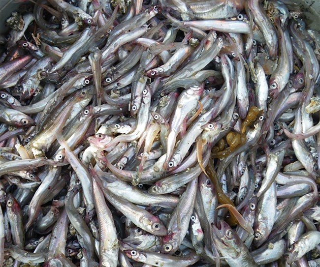 Close up image of a bunch of small fish.