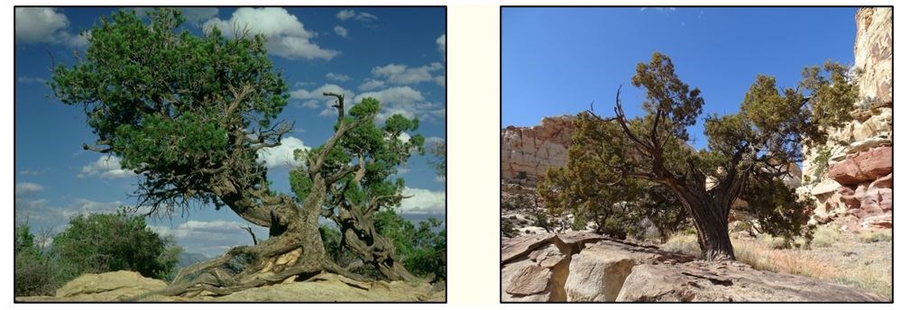 Left: A mature pinyon pine with a twisty trunk; other trees and a blue sky with clouds in the background. Right: A mature juniper tree in a rocky setting.