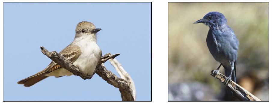 Left: Small songbird perching in the bend of a dead branch. Right: Songbird, blue with a slightly downcurved beak, perched at the end of a dead branch.