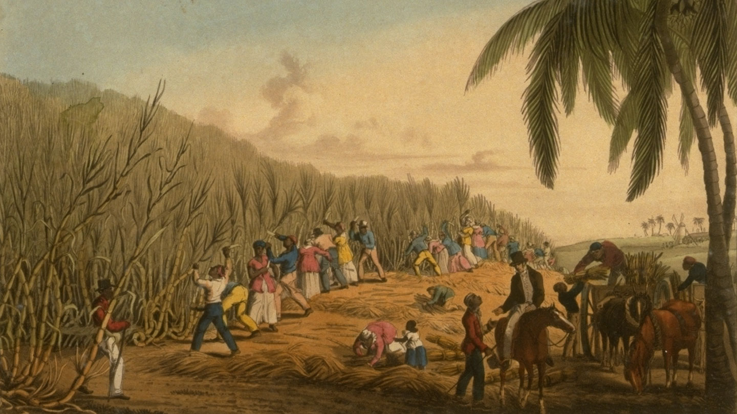 Color print showing black enslaved workers cutting tall sugar cane stalks in a field.