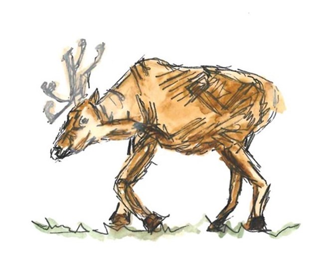 caribou illustration An illustration of a caribou walking.