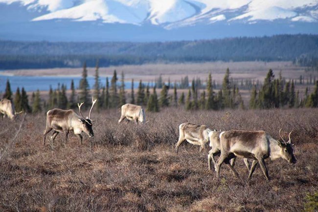 Caribou in the Arctic