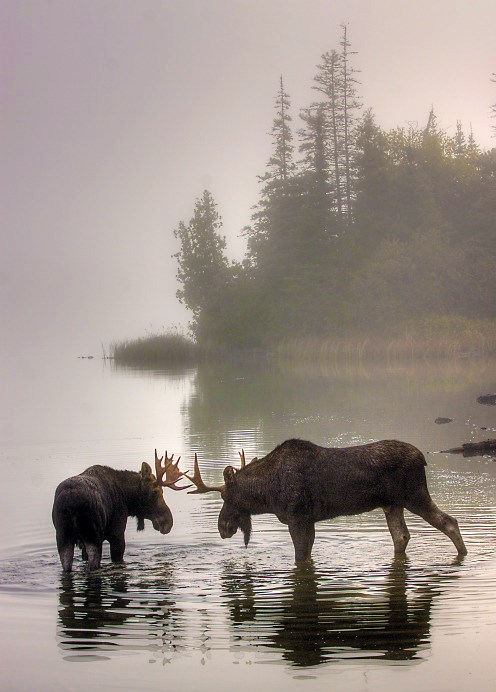 Two bull moose standing in water with an island in the background.