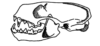 Line drawing of a carnivore skull Line drawing of a carnivore skull