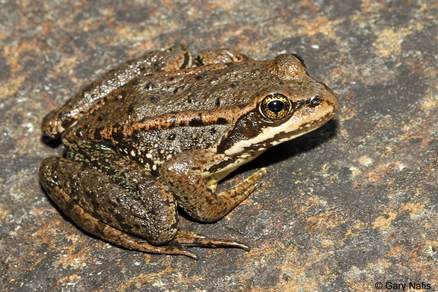 Tan and brown frog with mottled skin.