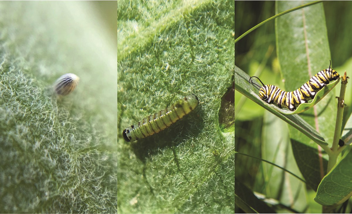 three stages of monarch caterpillars, egg, hatchling, and yellow, black, and white caterpillar