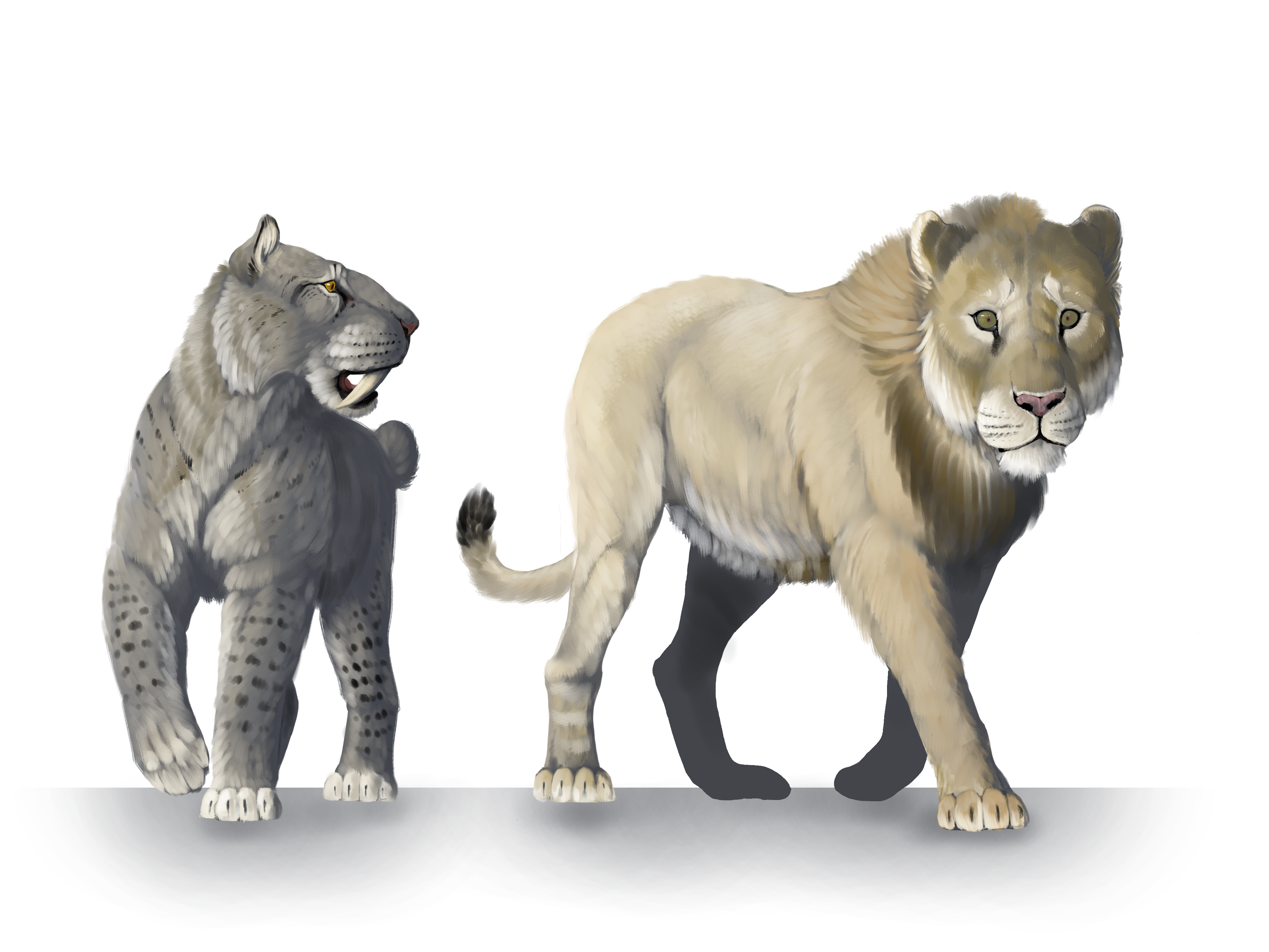 cave lion size comparison