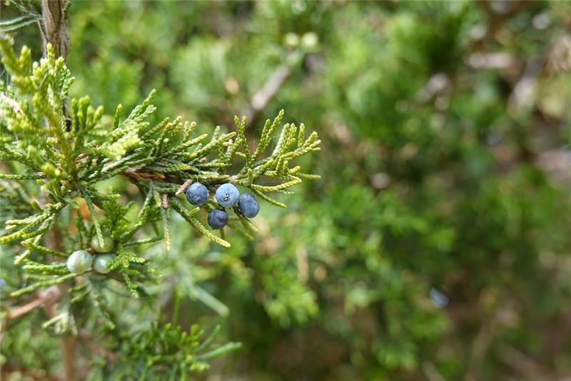 Leaves of the Eastern Red Cedar with blue-gray seed cones resembling berries.
