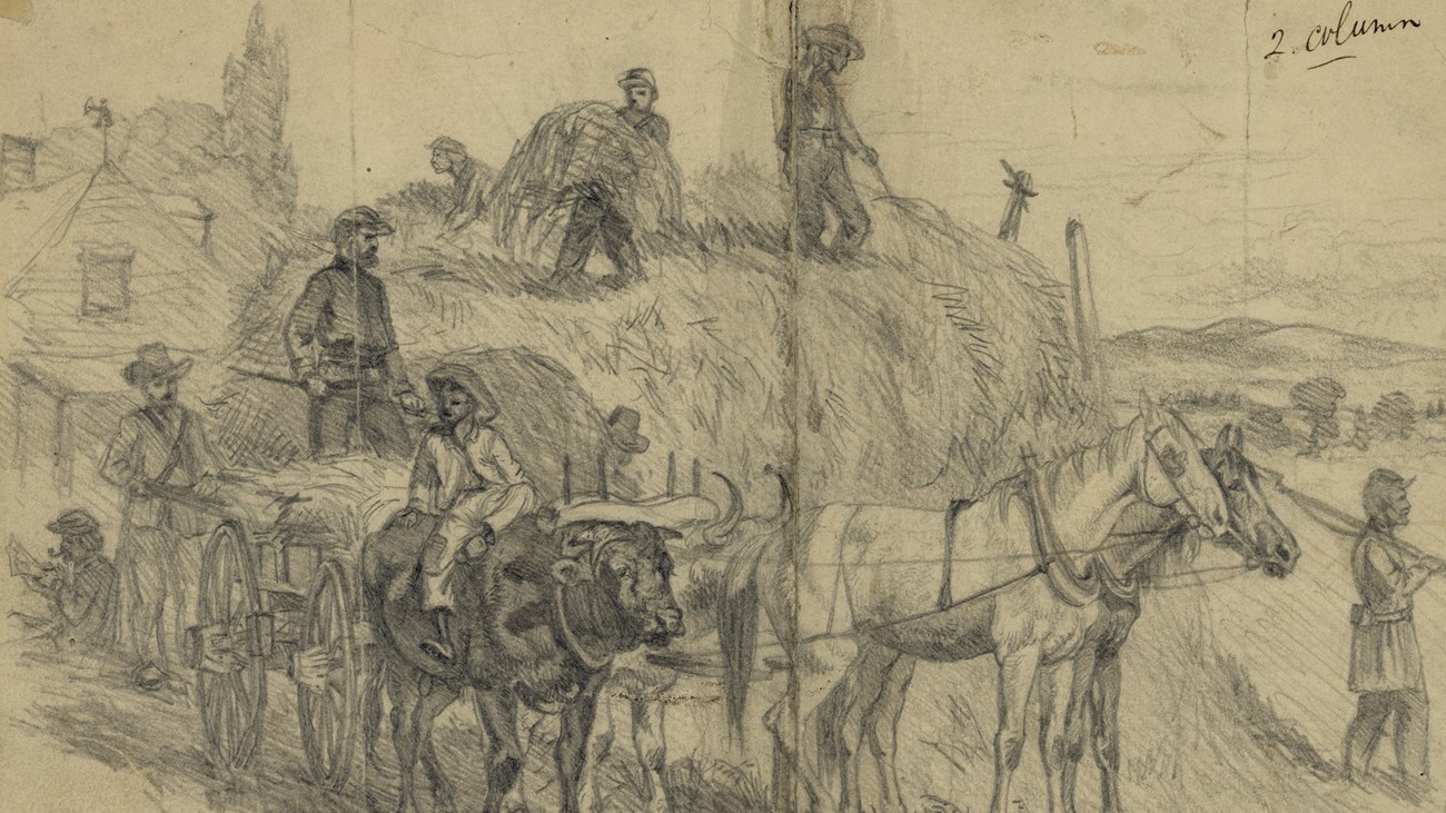 Soldiers foraging for hay in Virginia. Historic sketch of soldiers collecting hay and loading it onto wagons pulled by horses and oxen.