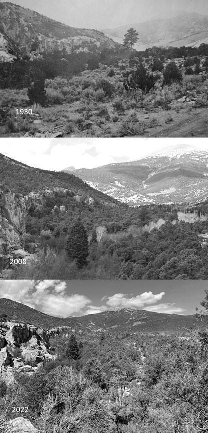 Three photos of mountainous landscape with increasing number of trees in each photo.