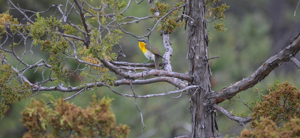 a gray bird with a bright yellow throat and white belly singing on a tree branch