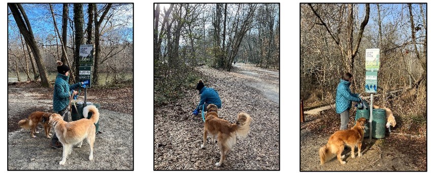 A series of three photos showing a person with two leashed dogs—taking a waste bag, picking up waste, and dropping the waste in a waste can next to a trail/boardwalk. A series of three photos showing a person with two leashed dogs—taking a waste bag, picking up waste, and dropping the waste in a waste can next to a trail/boardwalk.