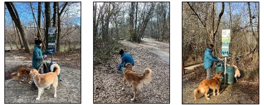 A series of three photos showing a person with two leashed dogs—taking a waste bag, picking up waste, and dropping the waste in a waste can next to a trail/boardwalk. A series of three photos showing a person with two leashed dogs—taking a waste bag, picking up waste, and dropping the waste in a waste can next to a trail/boardwalk.