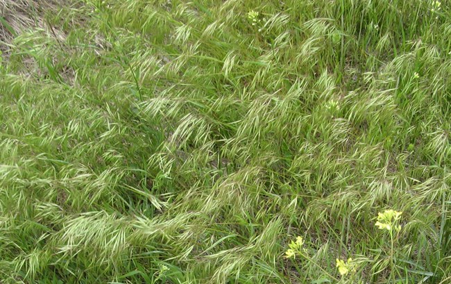 Field of short green grass with many bent-over seedheads.