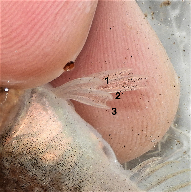 Checkered sculpin pelvic fin rays A closeup image of a fish fin with the number of spines in the find annotated.