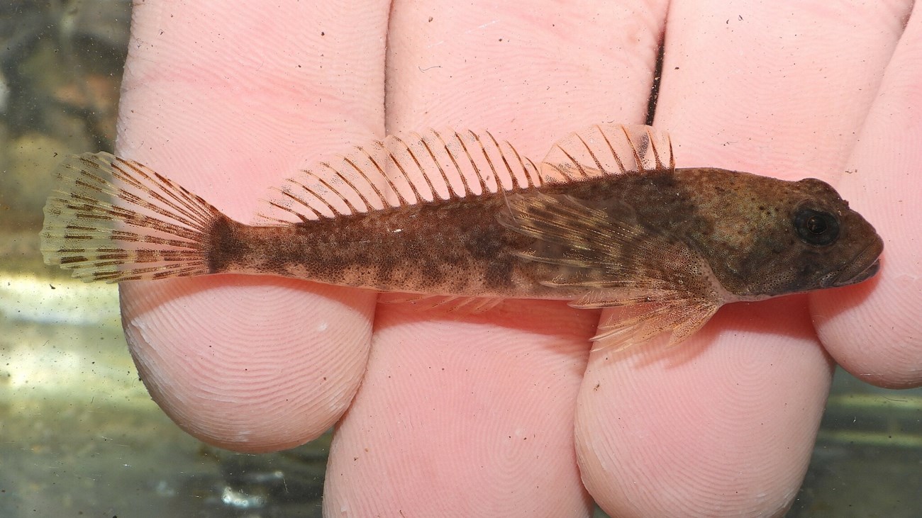 A fish with transparent fins and tail sits against a person’s fingertips underwater.