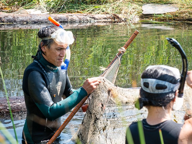 Ecologist wearing wetsuit and snorkel checks a net while wading in a steam.