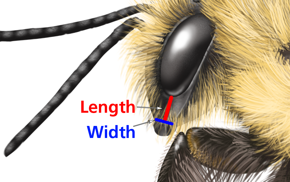 illustration of a bee's face with lines indicating that length measurements are from eye to nose and width are across the nose