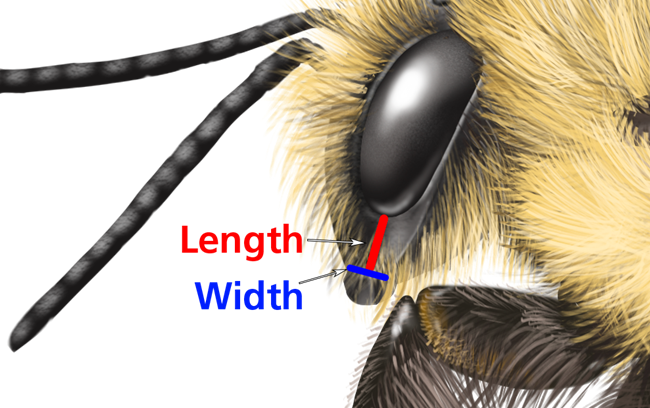 bee length width illustration of a bee's face with lines indicating that length measurements are from eye to nose and width are across the nose