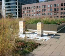 beehives on a green roof