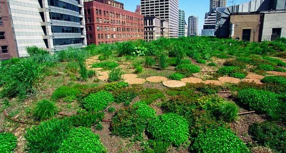 plants on a green roof