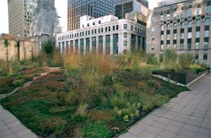 mound of plants on building roof