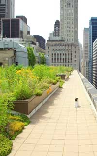 walkways and plants on a green roof